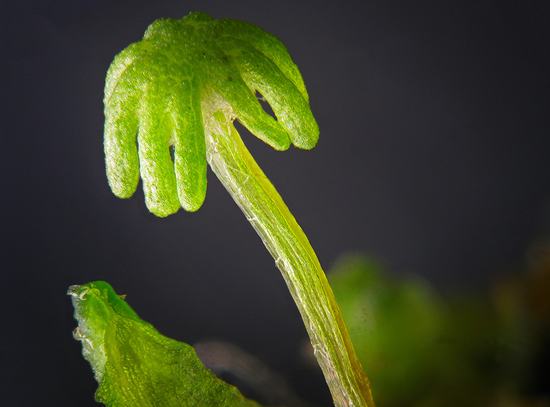 Marchantia polymopha